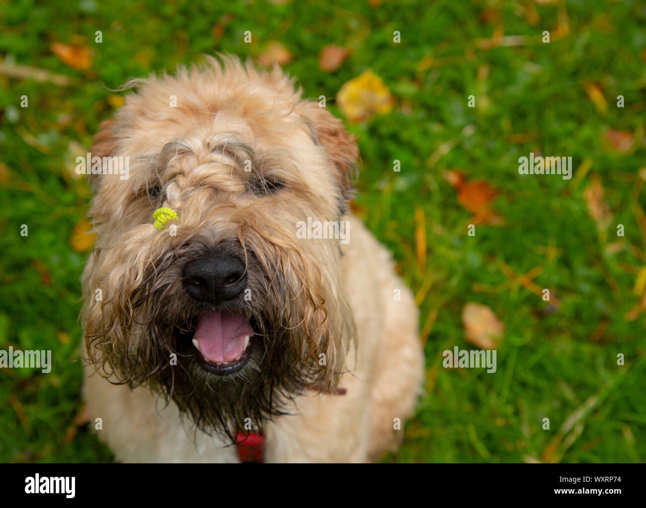 Wheaten Terrier Puppy Stock Photos Wheaten Terrier Puppy Stock