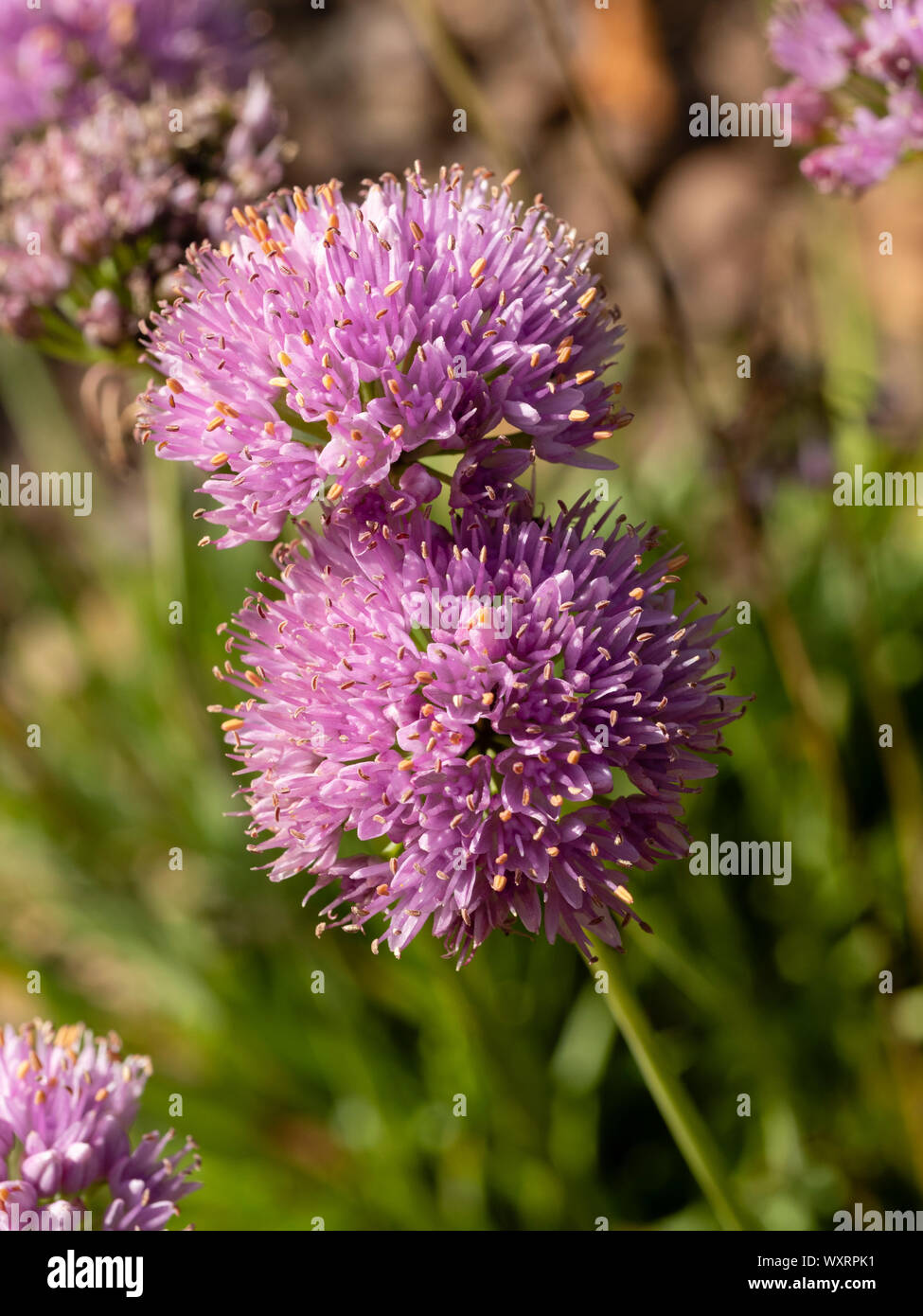 Spherical heads of pink, late summer flowers of the aging chive, Allium senescens Stock Photo
