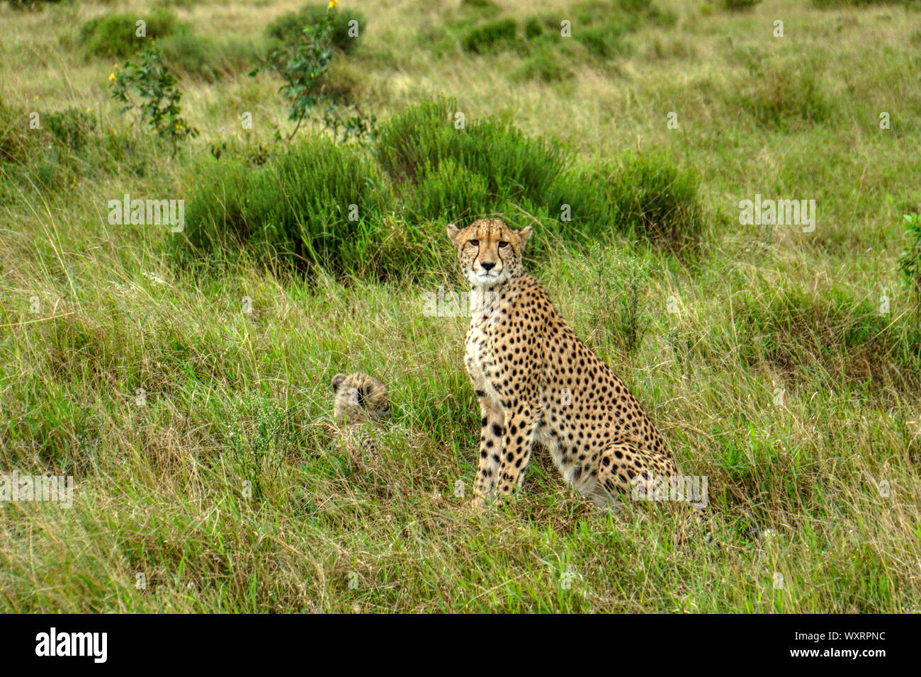 Cheetah - Phinda Game Reserve - South Africa; female and cub Stock Photo