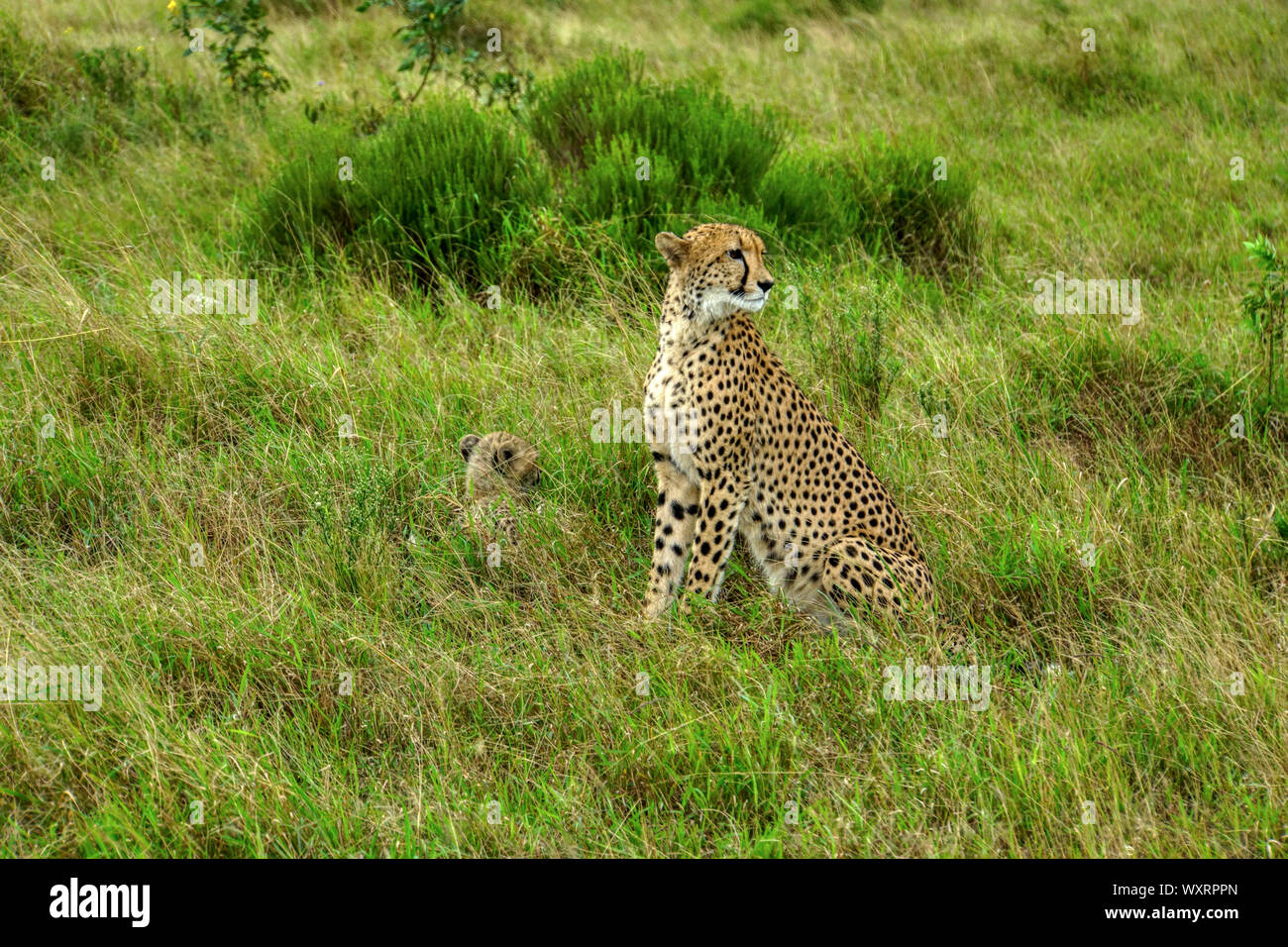 Cheetah - Phinda Game Reserve - South Africa; female and cub Stock Photo