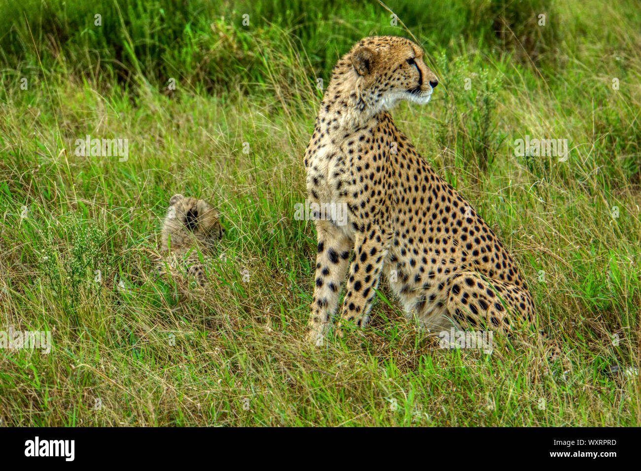 Cheetah - Phinda Game Reserve - South Africa; female and cub Stock Photo