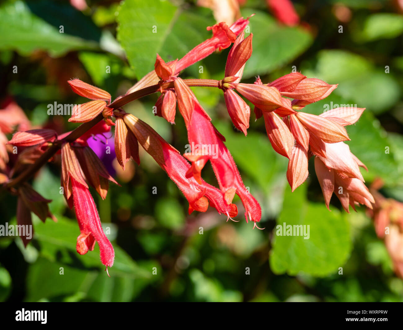 Red flowers and coral calyces in the flower head of the half hardy, shrubby sage, Salvia 'Ember's Wish' Stock Photo
