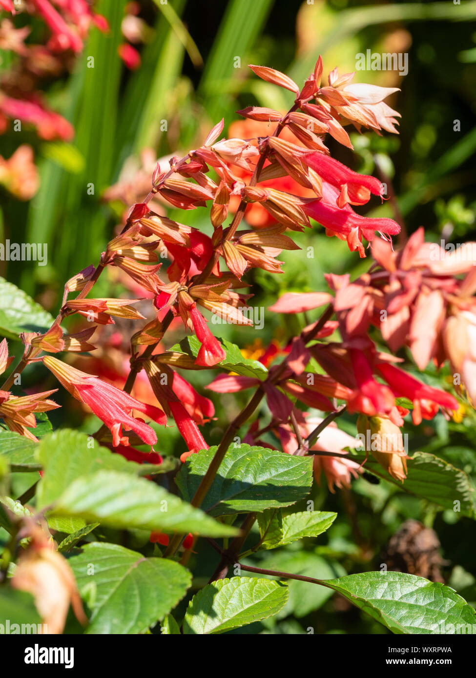 Red flowers and coral calyces in the flower head of the half hardy, shrubby sage, Salvia 'Ember's Wish' Stock Photo