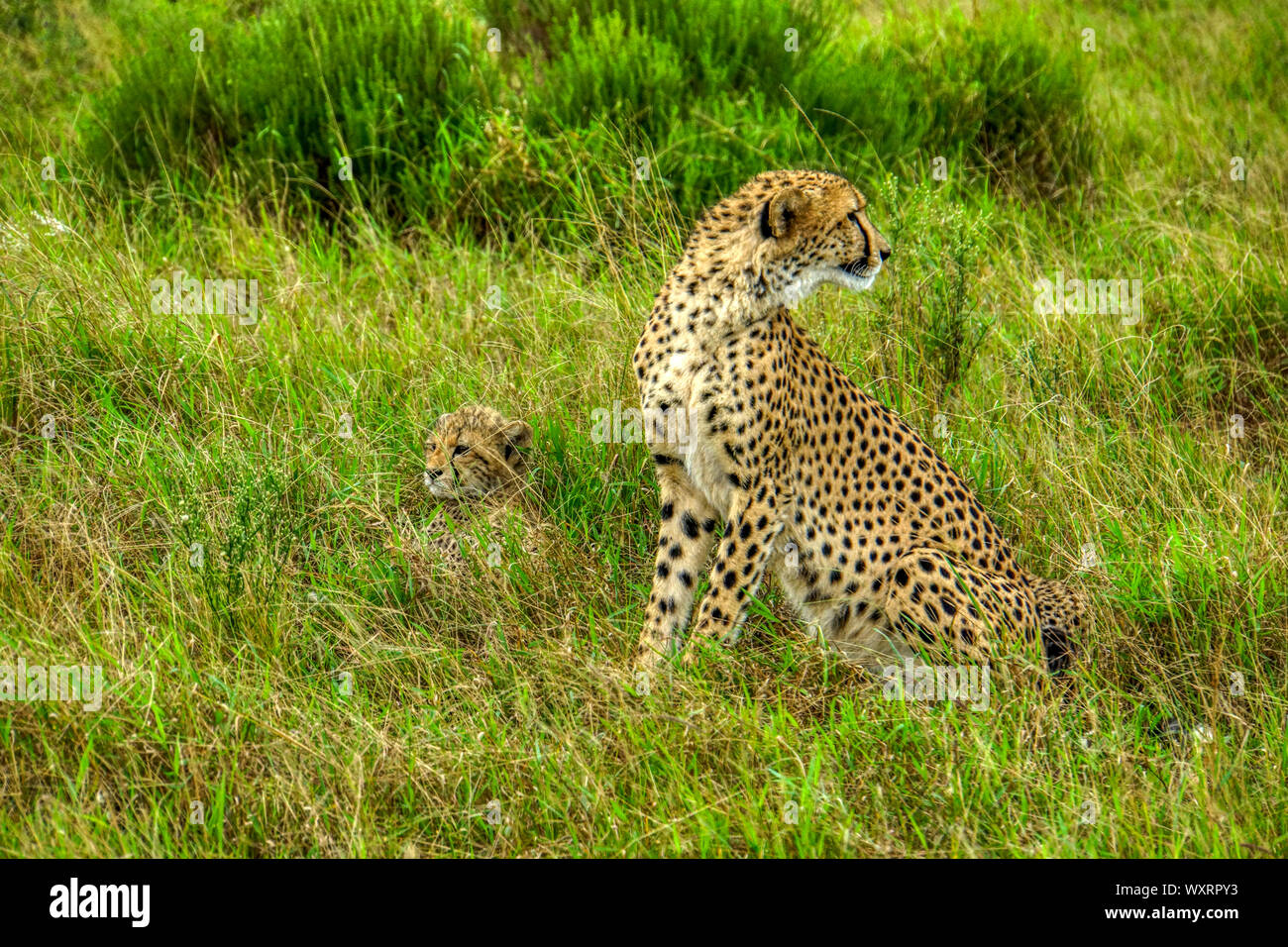 Cheetah - Phinda Game Reserve - South Africa; female and cub Stock Photo