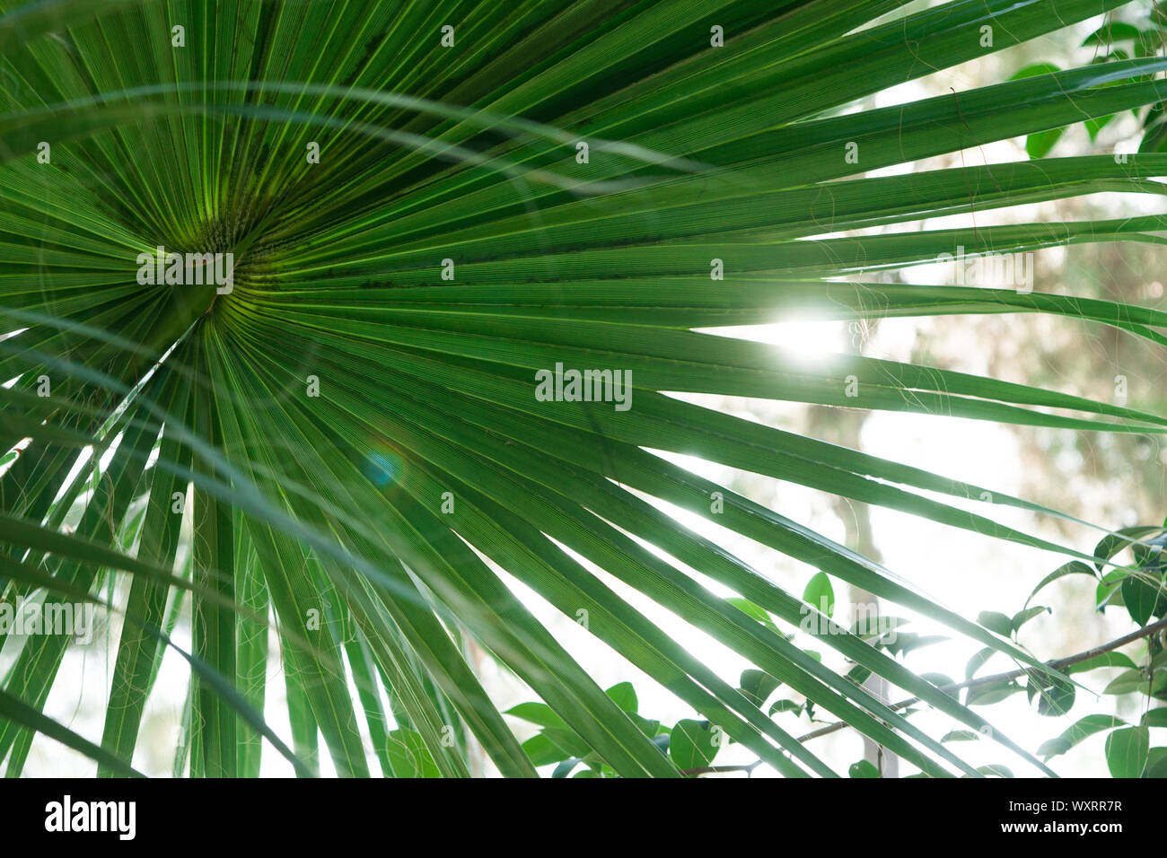 The sun through a tropical palm tree Stock Photo - Alamy