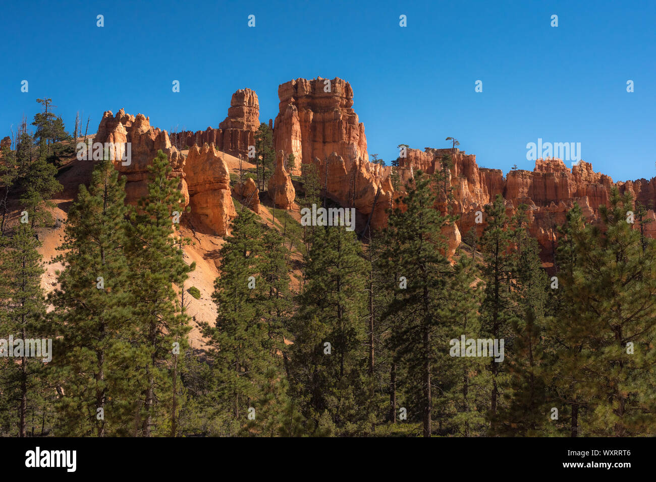 Pine tree grows among the Rock Formations which form the colorful background at Bryce Canyon National Park Stock Photo