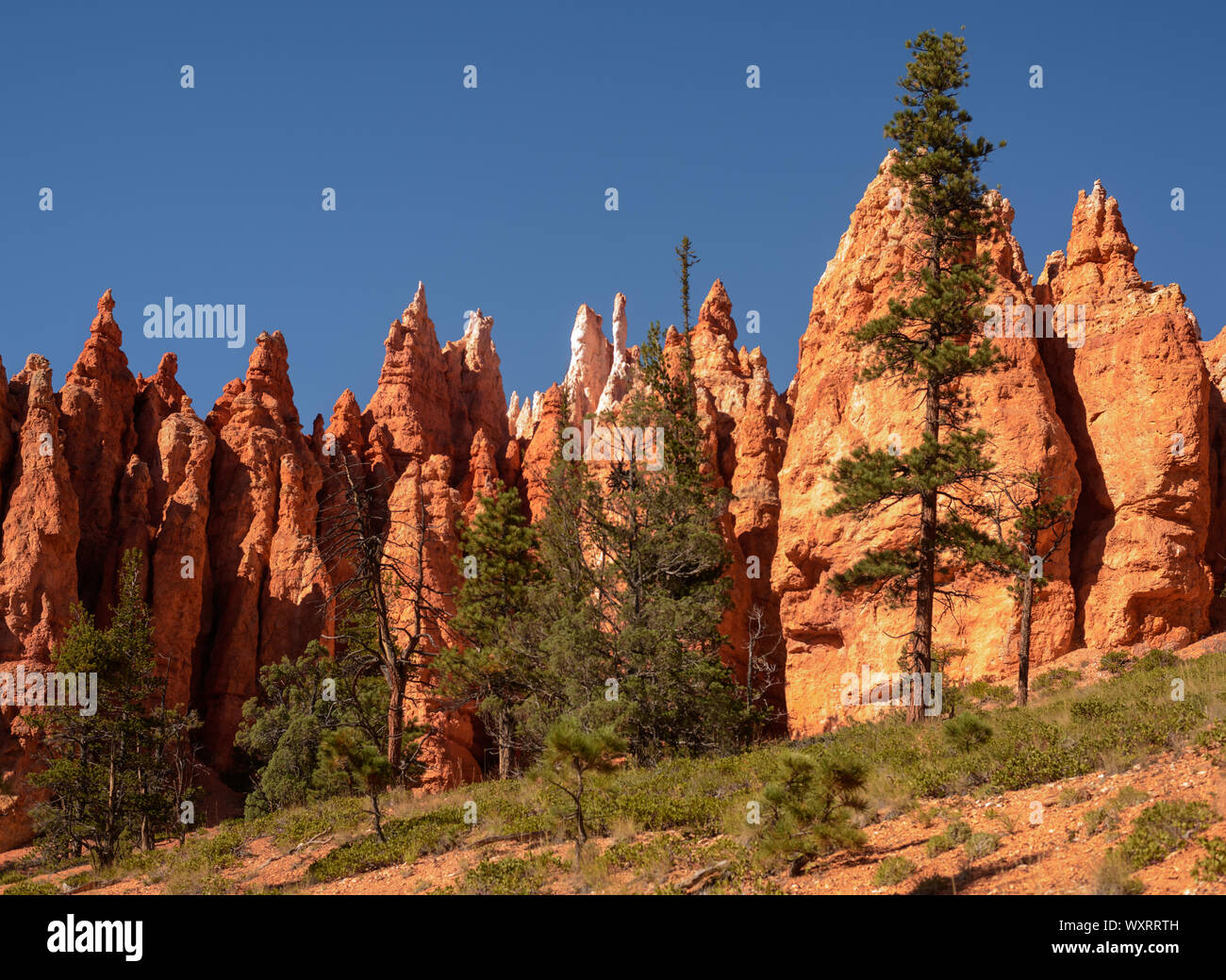 Pine tree grows among the Rock Formations which form the colorful background at Bryce Canyon National Park Stock Photo