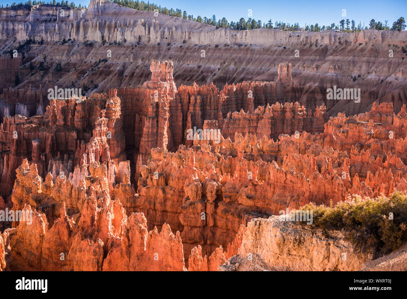 Pine tree grows among the Rock Formations which are lit up by the setting sun at Bryce Canyon National Park Stock Photo