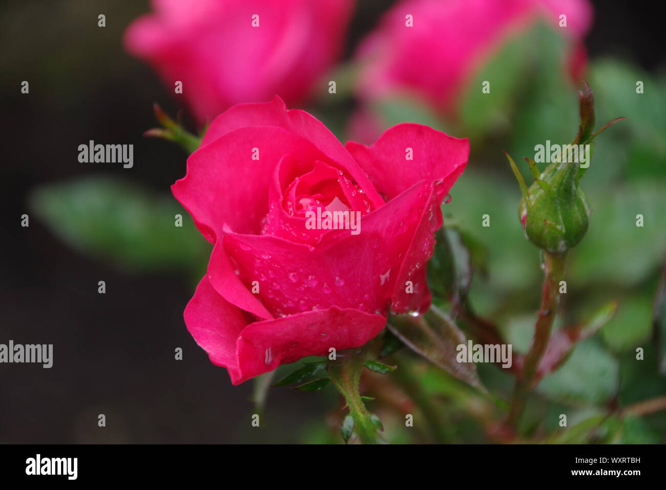 Miniature pink rose hi-res stock photography and images - Alamy