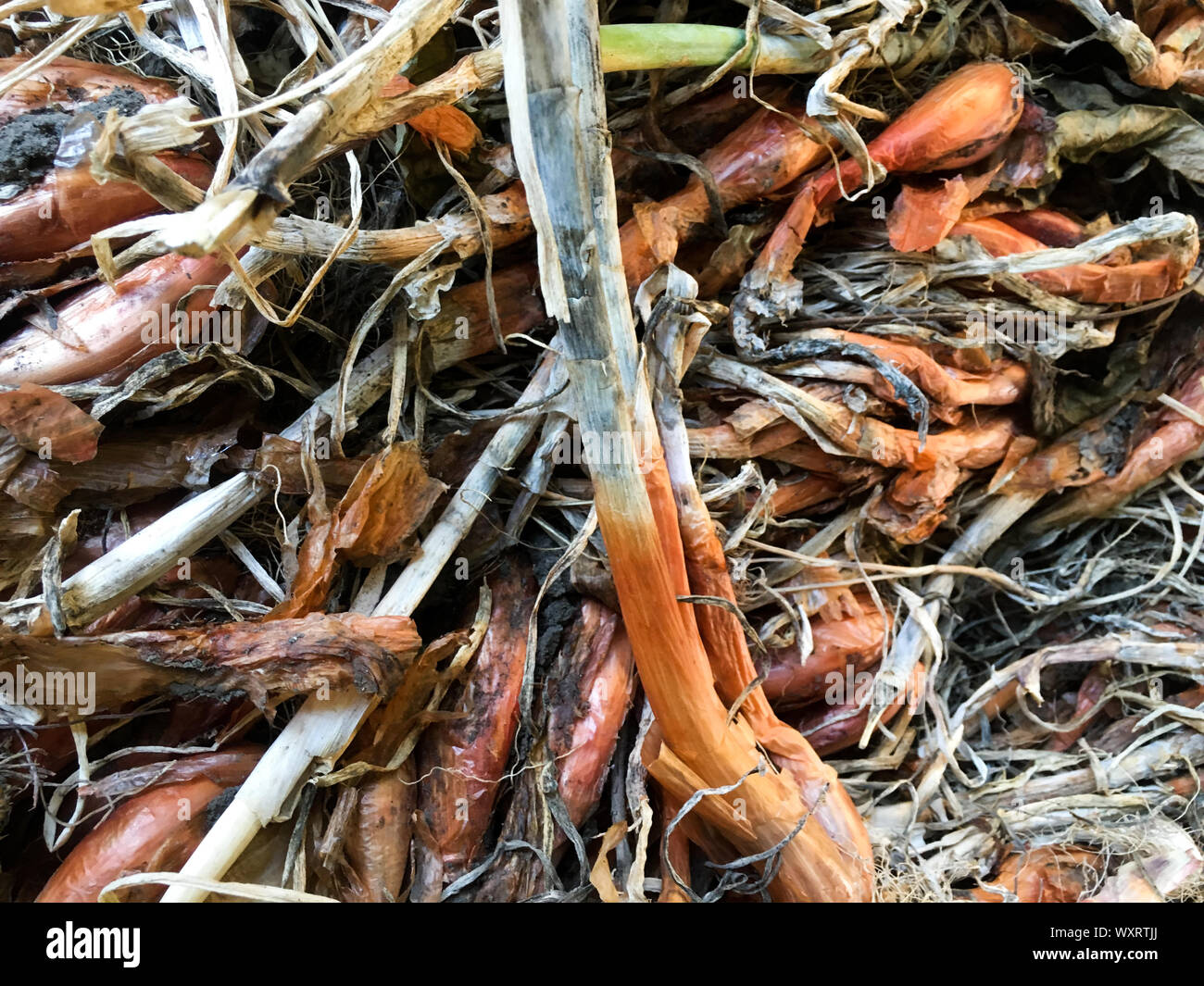 Onion harvesting hi-res stock photography and images - Alamy
