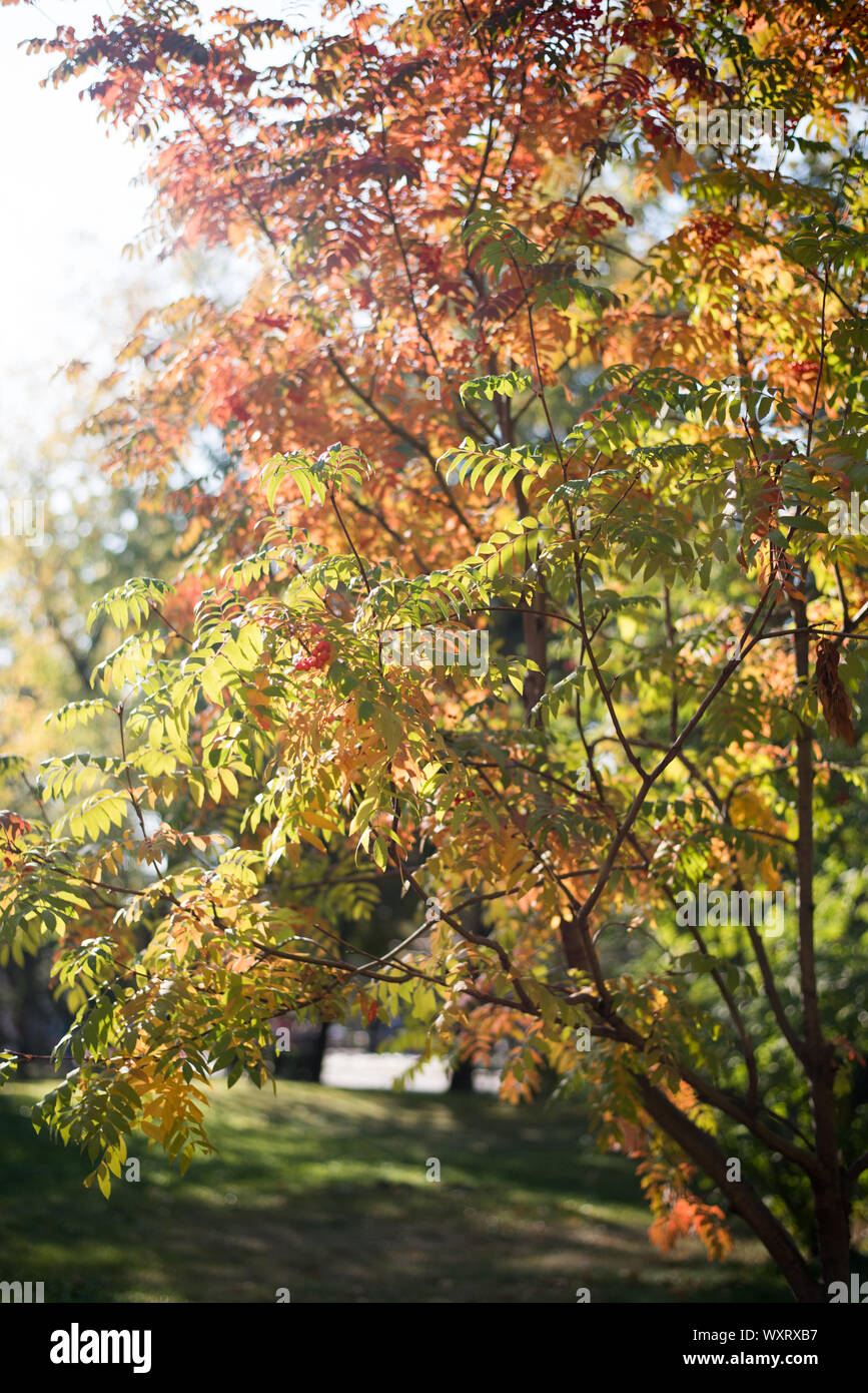 Autumn yellow, orange, red leaves on a tree branch in the rays of the setting sun Stock Photo ...