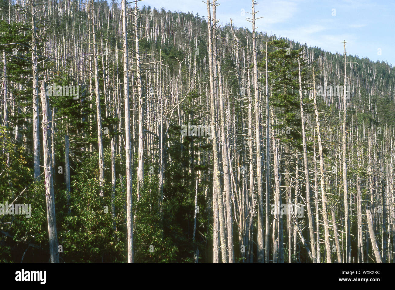 Fraser Fir die off, due to Acid Rain..Appalachian Mts. , North Carolina