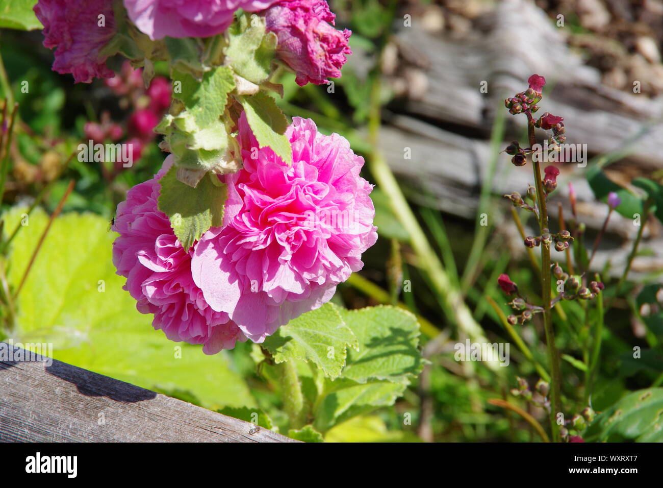 My Wild Irish Rose High Resolution Stock Photography and Images Alamy