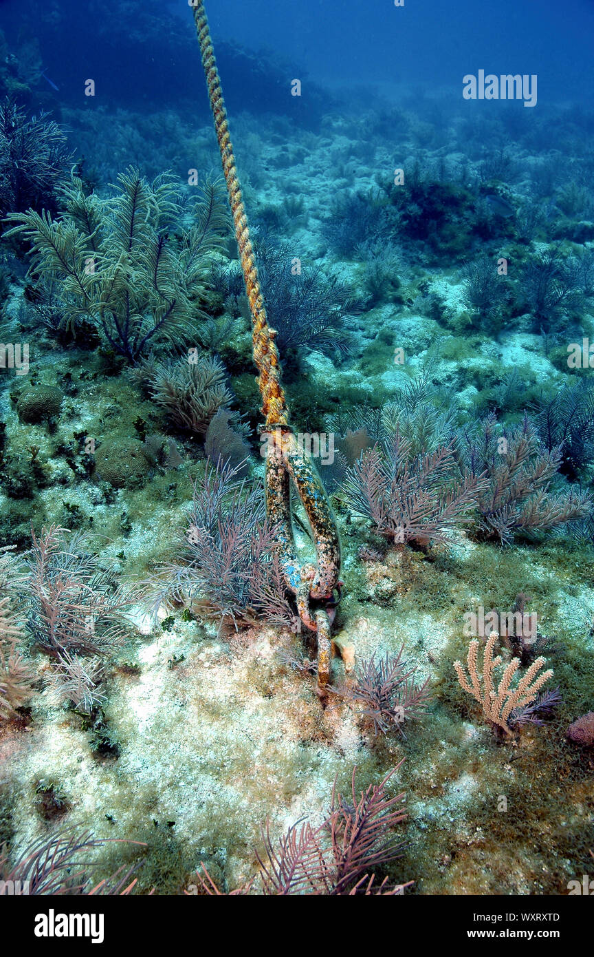 Mooring buoy anchored to coral reef, Florida Keys National Marine