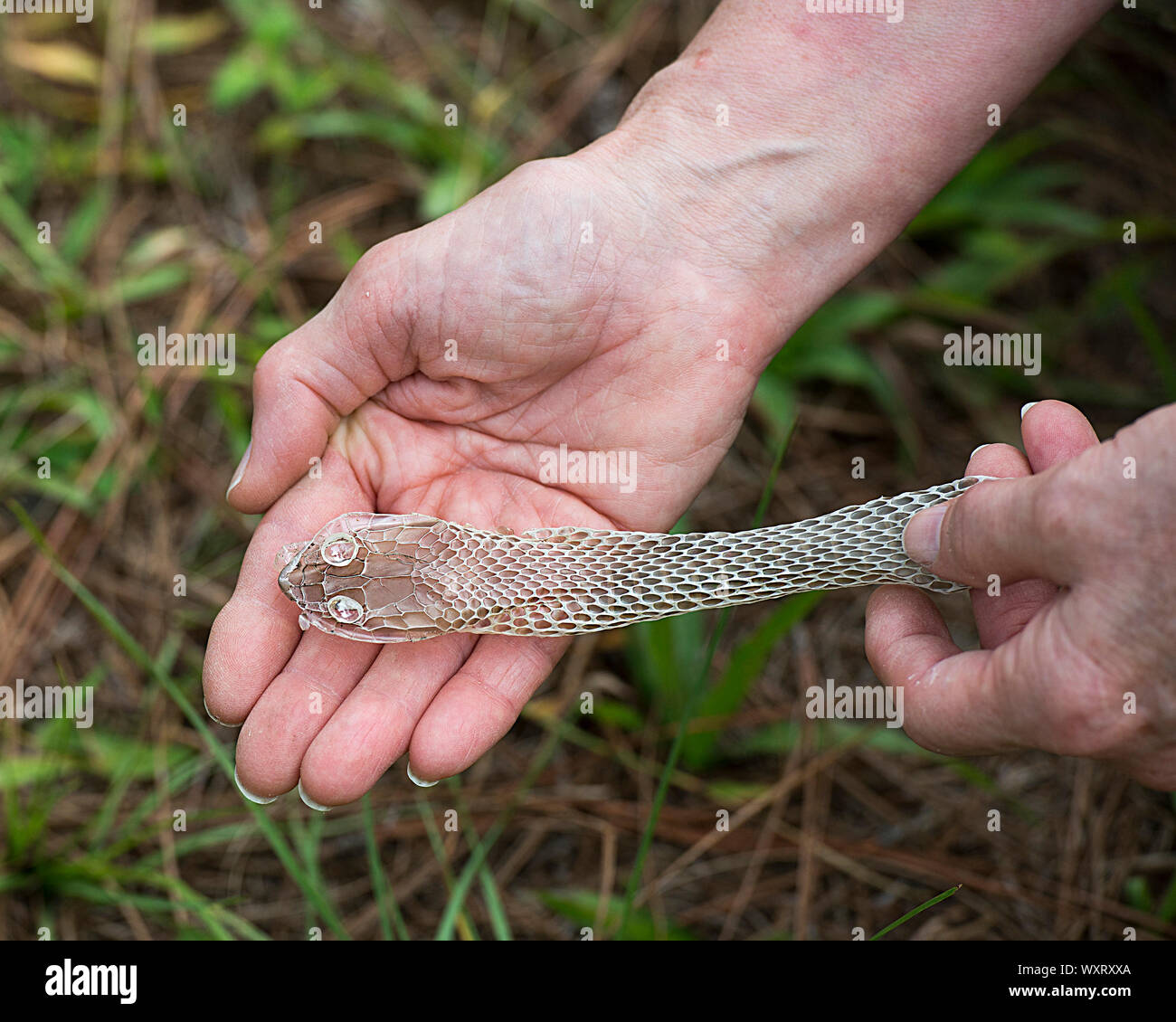 Snake Shedding Skin on a human hand in its surrounding with a background of grass. Stock Photo