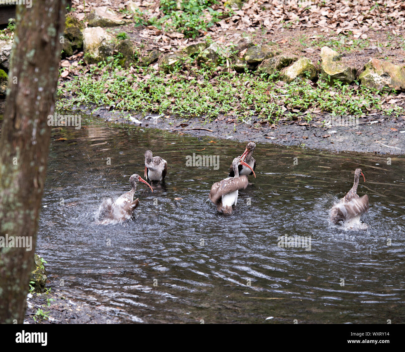 White Ibis immature birds flock bathing in its environment and surrounding. Stock Photo