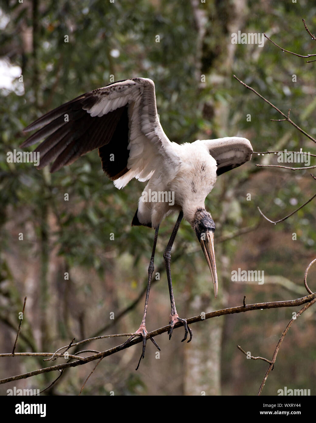 Wood Stork bird perch on a branch with its spread wings in its surrounding and environment. Stock Photo