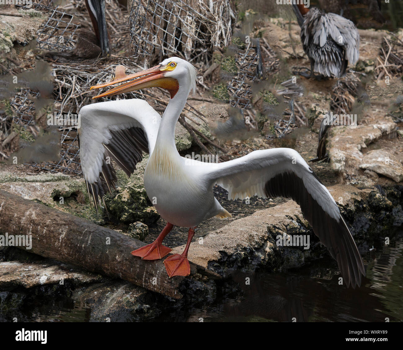 White Pelican bird with its spread wings perch on a log and enjoying its environment and surrounding. Stock Photo