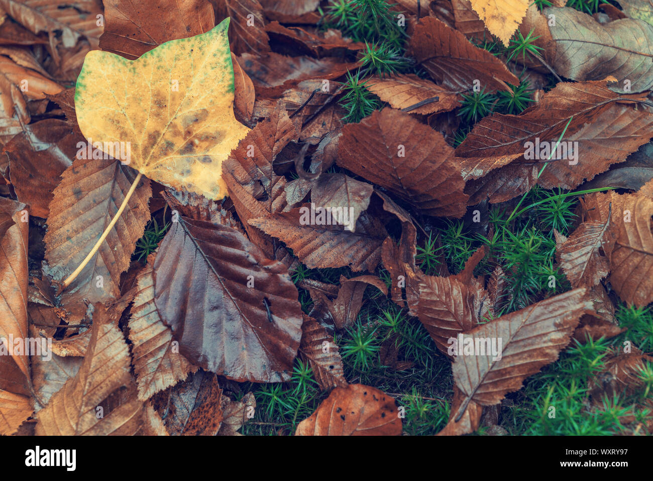 autumn leaves on the ground Stock Photo - Alamy