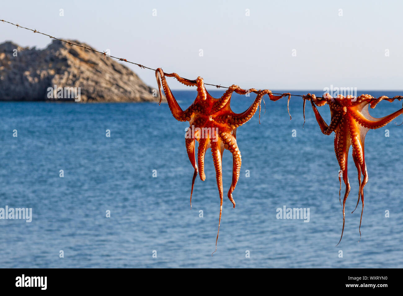 Octopuses ready to be cooked, in Skala Eressos village, Lesbos island, Greece, Europe. Stock Photo