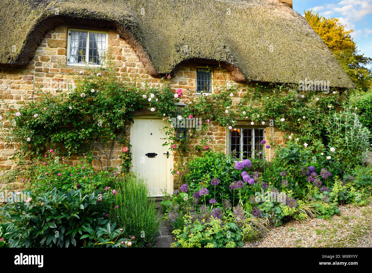 Historic thatched roof cottage in Great Tew village with garden flowers and climbing rose on yellow cotswold stone Oxfordshire England Stock Photo