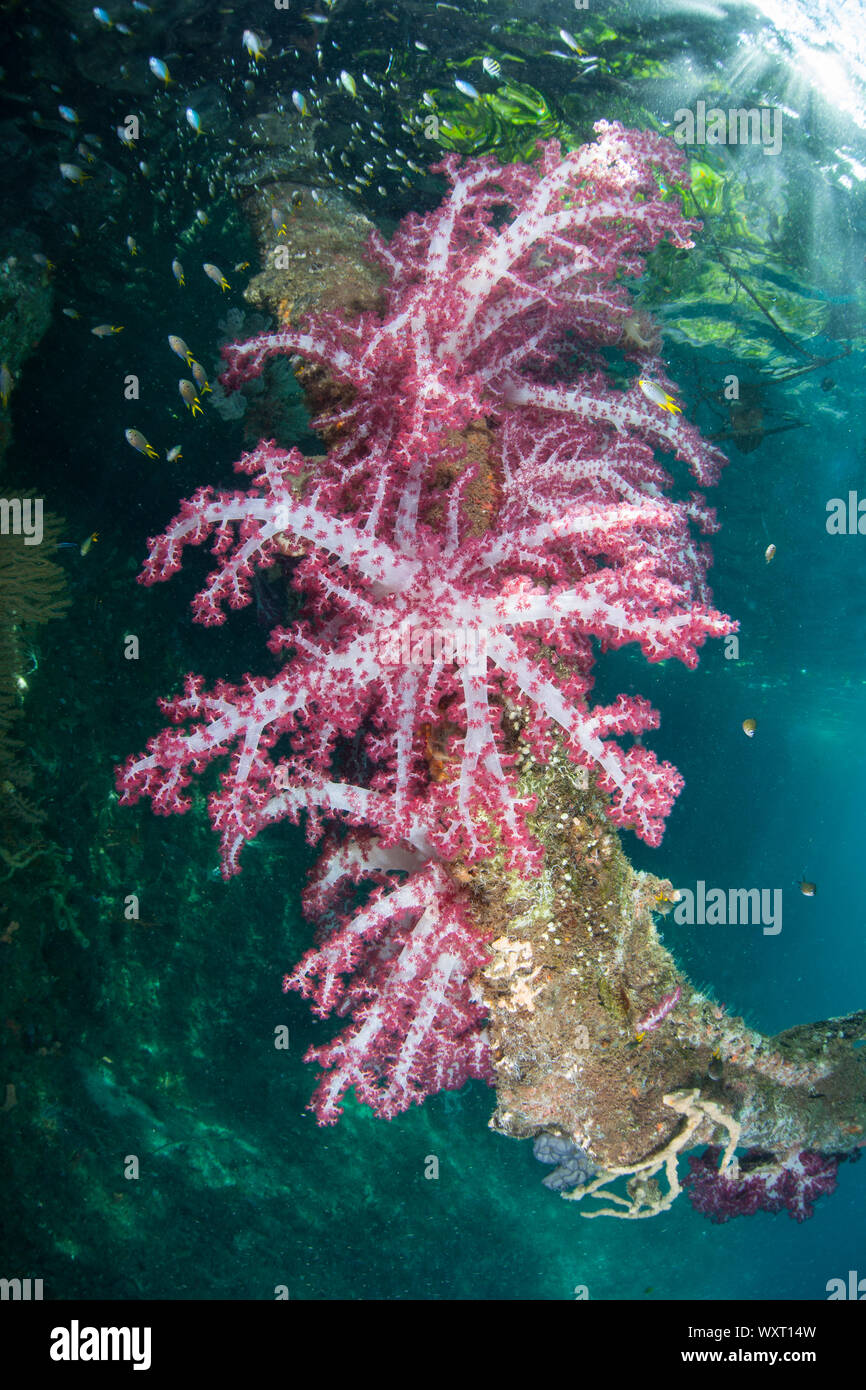 A beautiful bouquet of soft corals colonize a submerged tree branch amid the remote, tropical islands of Raja Ampat, Indonesia. Stock Photo