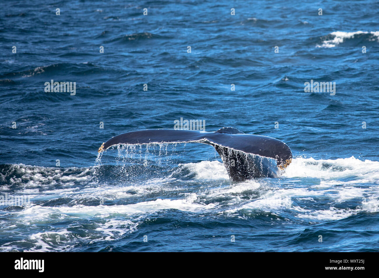 Humpback whale, Megaptera novaeangliae, fluking and splashing in the North West Atlantic Ocean, Massachusetts, USA Stock Photo
