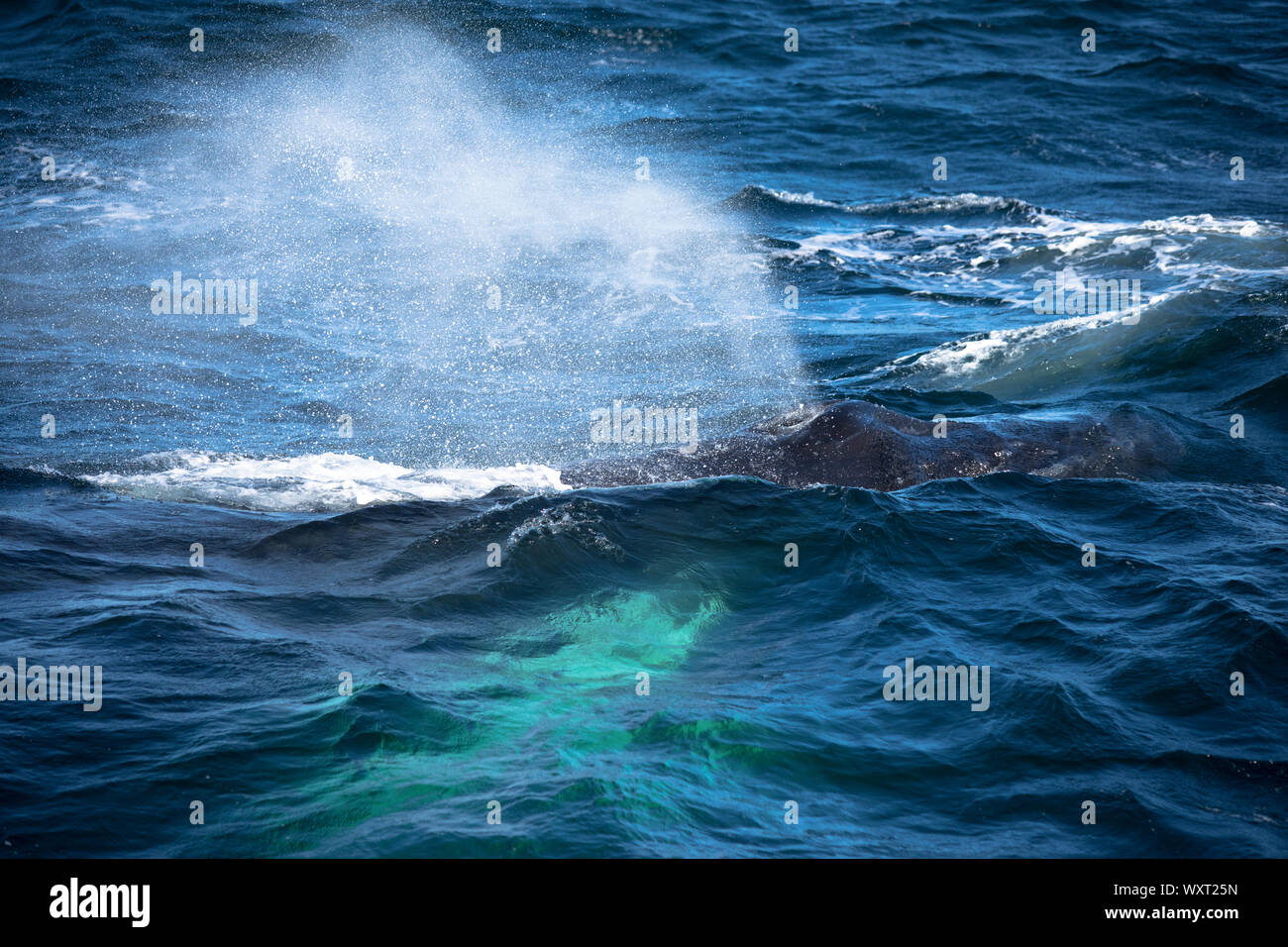 Humpback Whale respiring as blow hole spouting water, Megaptera novaeangliae, in North West Atlantic, Massachusetts, USA Stock Photo
