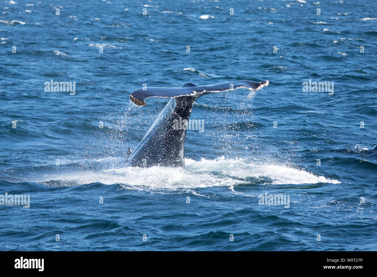 Humpback whale, Megaptera novaeangliae, fluking and splashing in the North West Atlantic Ocean, Massachusetts, USA Stock Photo