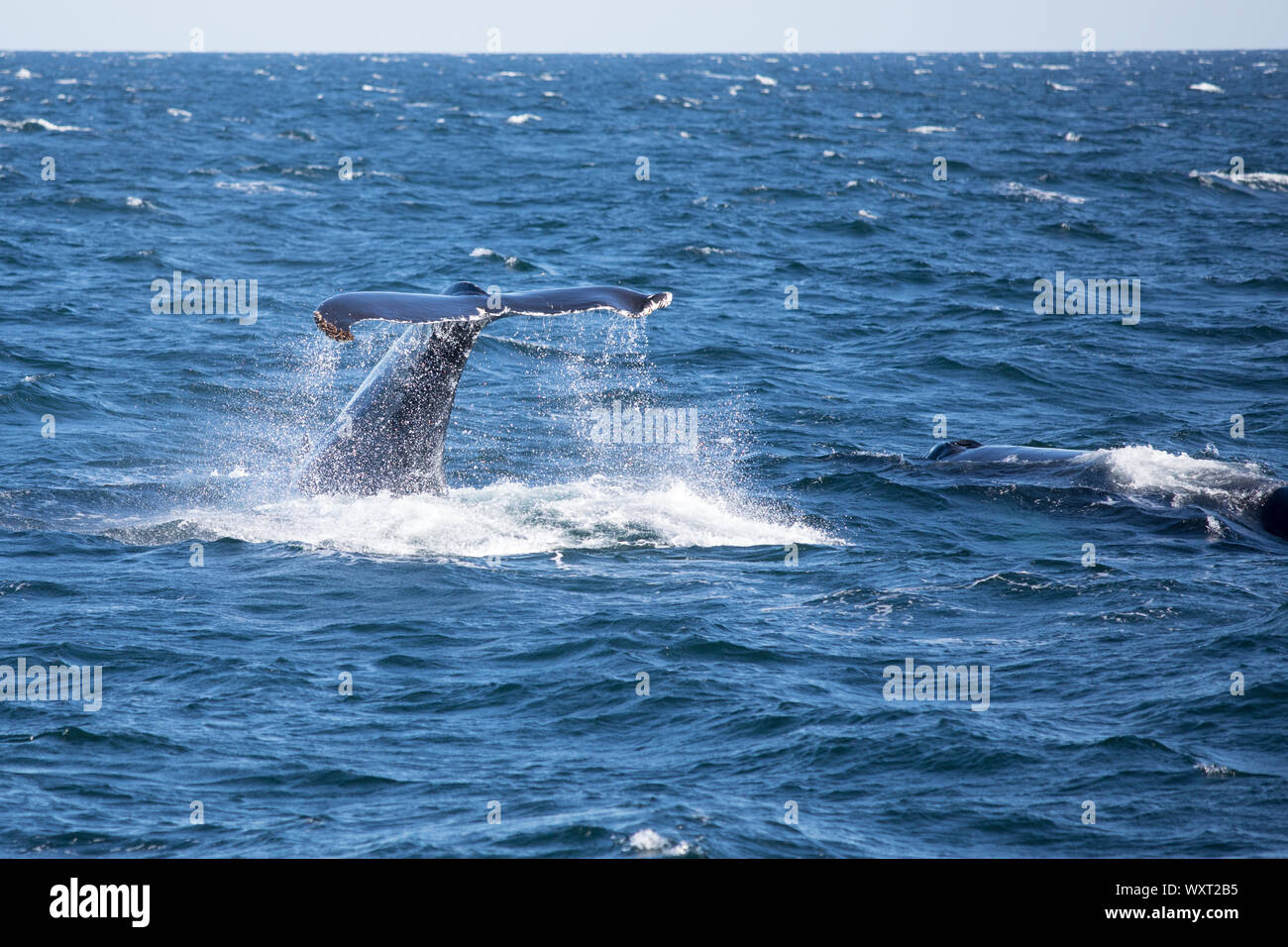 Humpback whale, Megaptera novaeangliae, in the North West Atlantic Ocean, Massachusetts, USA Stock Photo