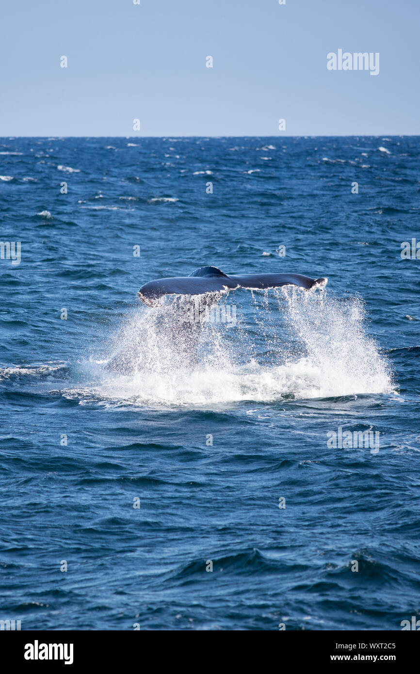 Humpback whale, Megaptera novaeangliae, in the North West Atlantic Ocean, Massachusetts, USA Stock Photo