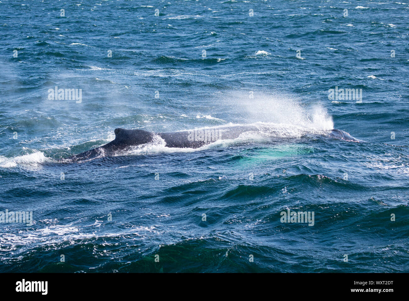 Humpback whale, Megaptera novaeangliae, in the North West Atlantic Ocean, Massachusetts, USA Stock Photo