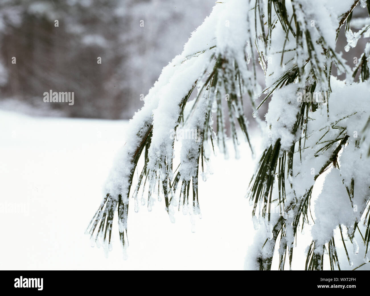 Snow covered Eastern White Pine branch Stock Photo