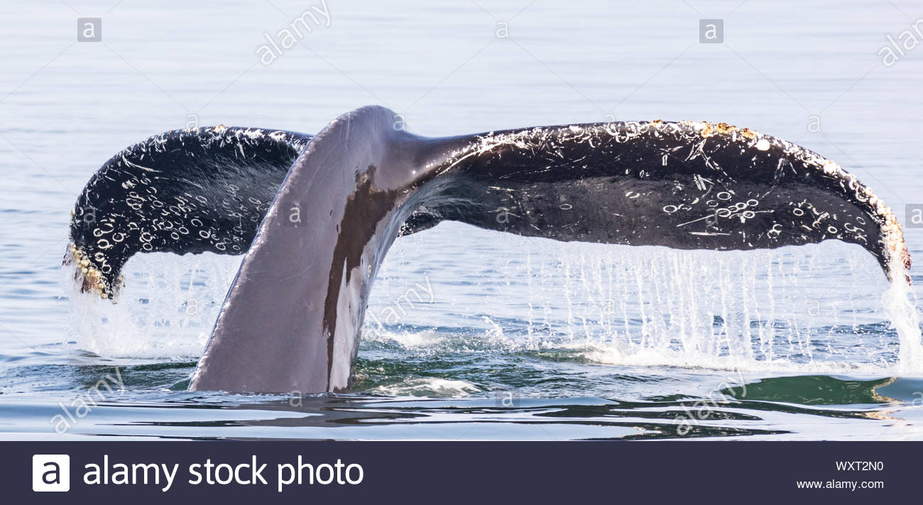Humpback Whale Tail High Resolution Stock Photography and Images - Alamy