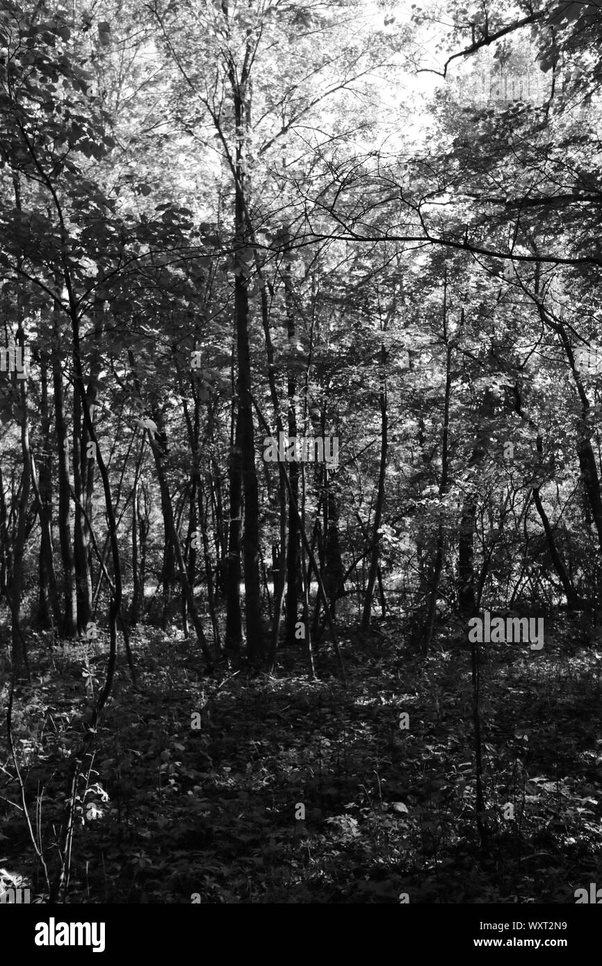 Walnut trees in forest Black and White Stock Photos & Images - Alamy