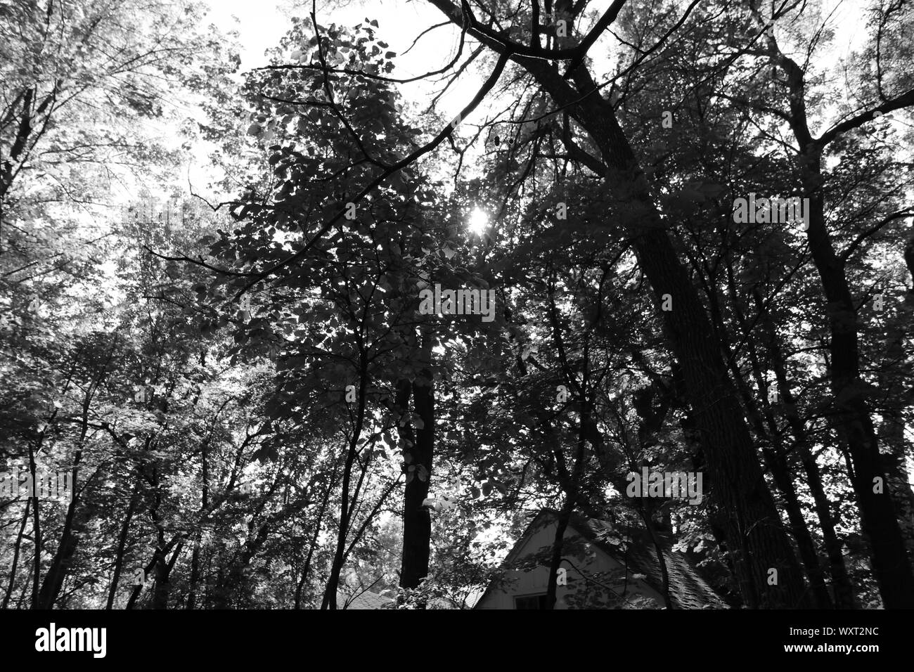 Walnut trees in forest Black and White Stock Photos & Images - Alamy