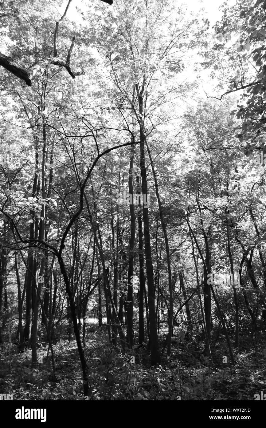 Forest in black and white Stock Photo Alamy