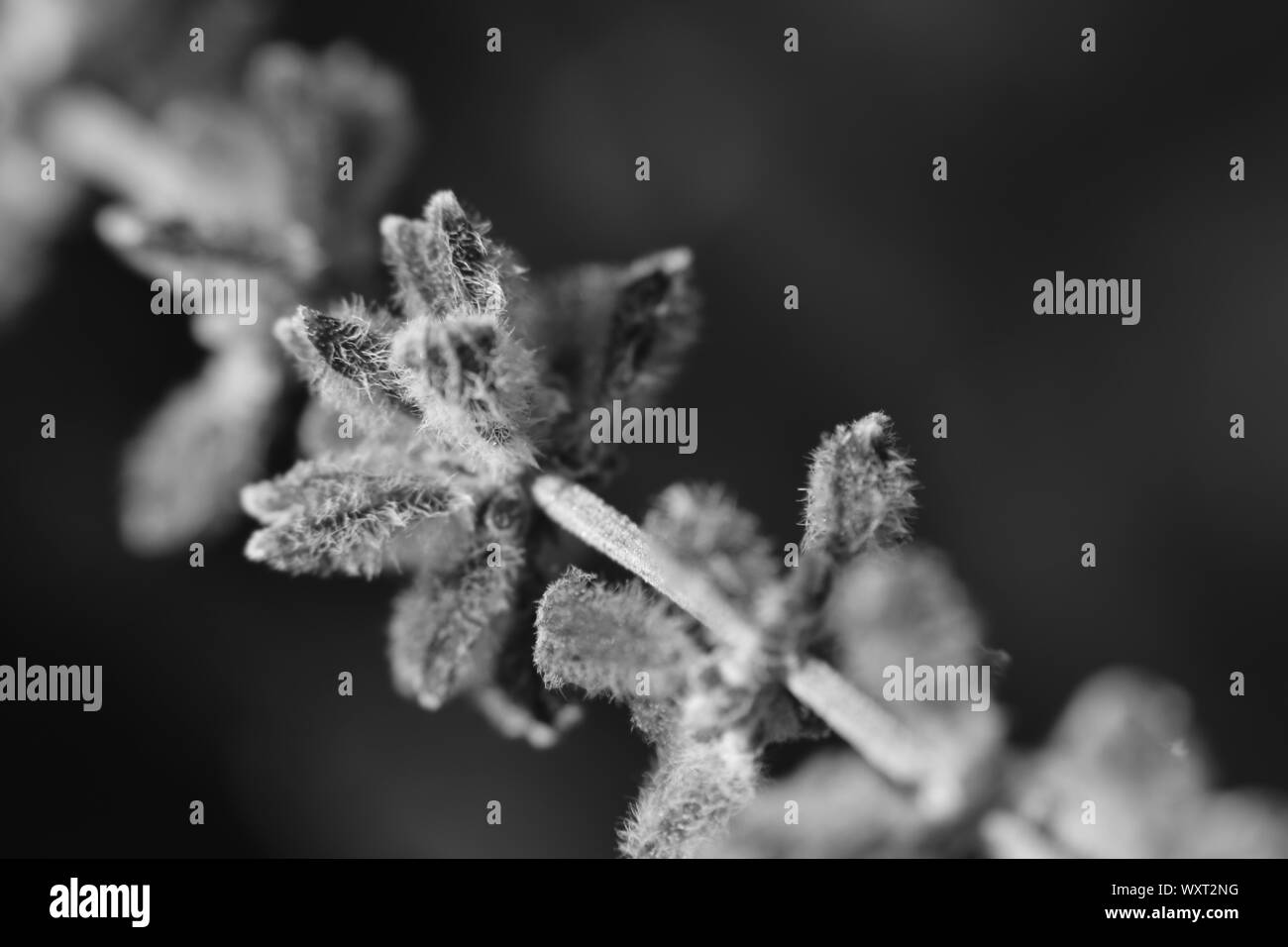 Lavender stalk in black and white. Stock Photo