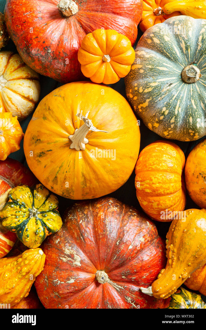assorted pumpkins and gourds Stock Photo Alamy