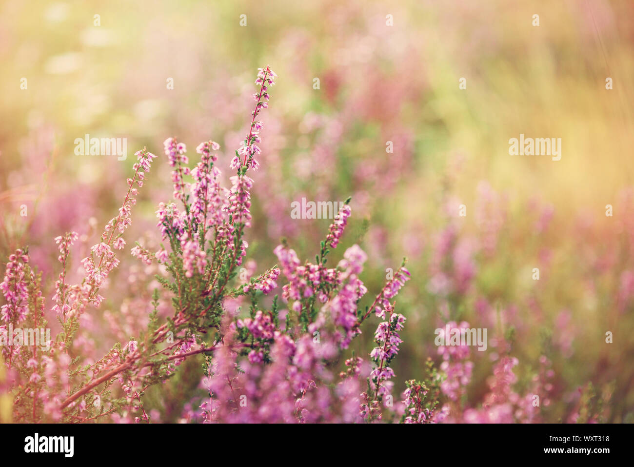 Flowering field of calluna vulgaris hi-res stock photography and images ...