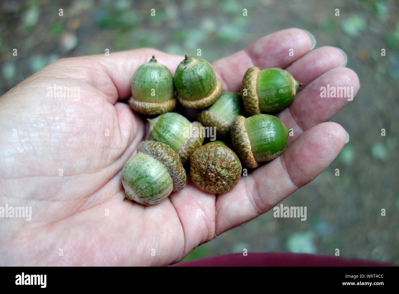 A handfull of acorns Stock Photo
