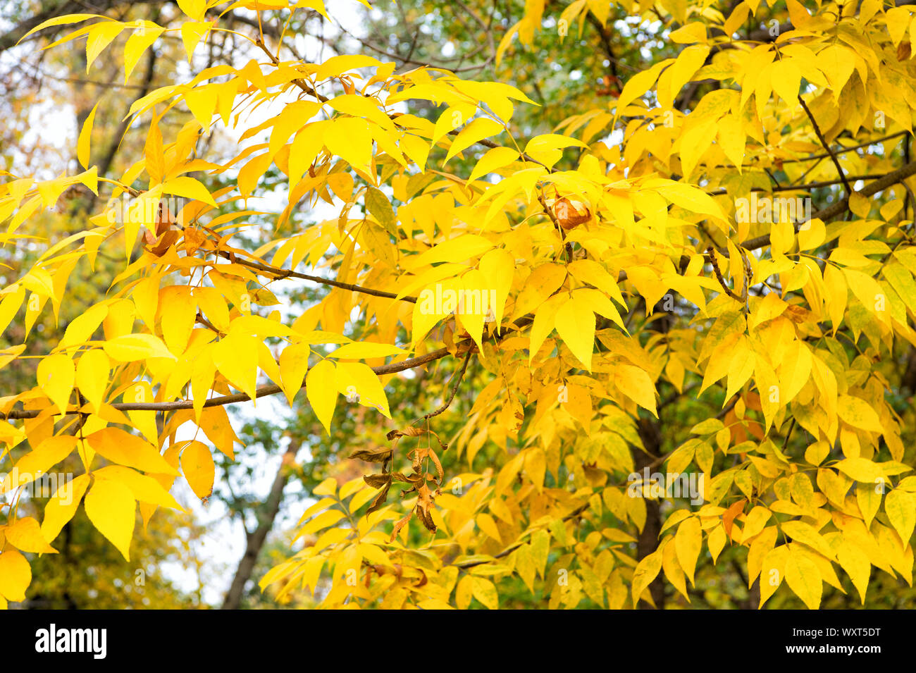 Golden season. Yellow tree. Autumn is coming. Vibrant leaves close up. Autumnal background ...