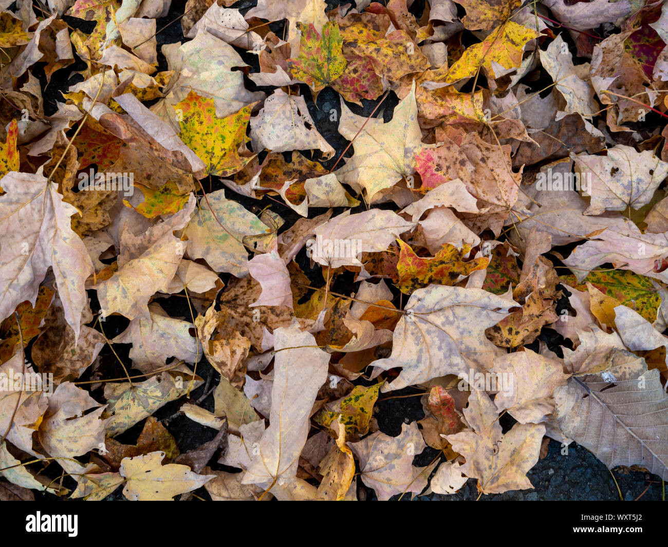 fallen leaves on the ground in autumn Stock Photo - Alamy