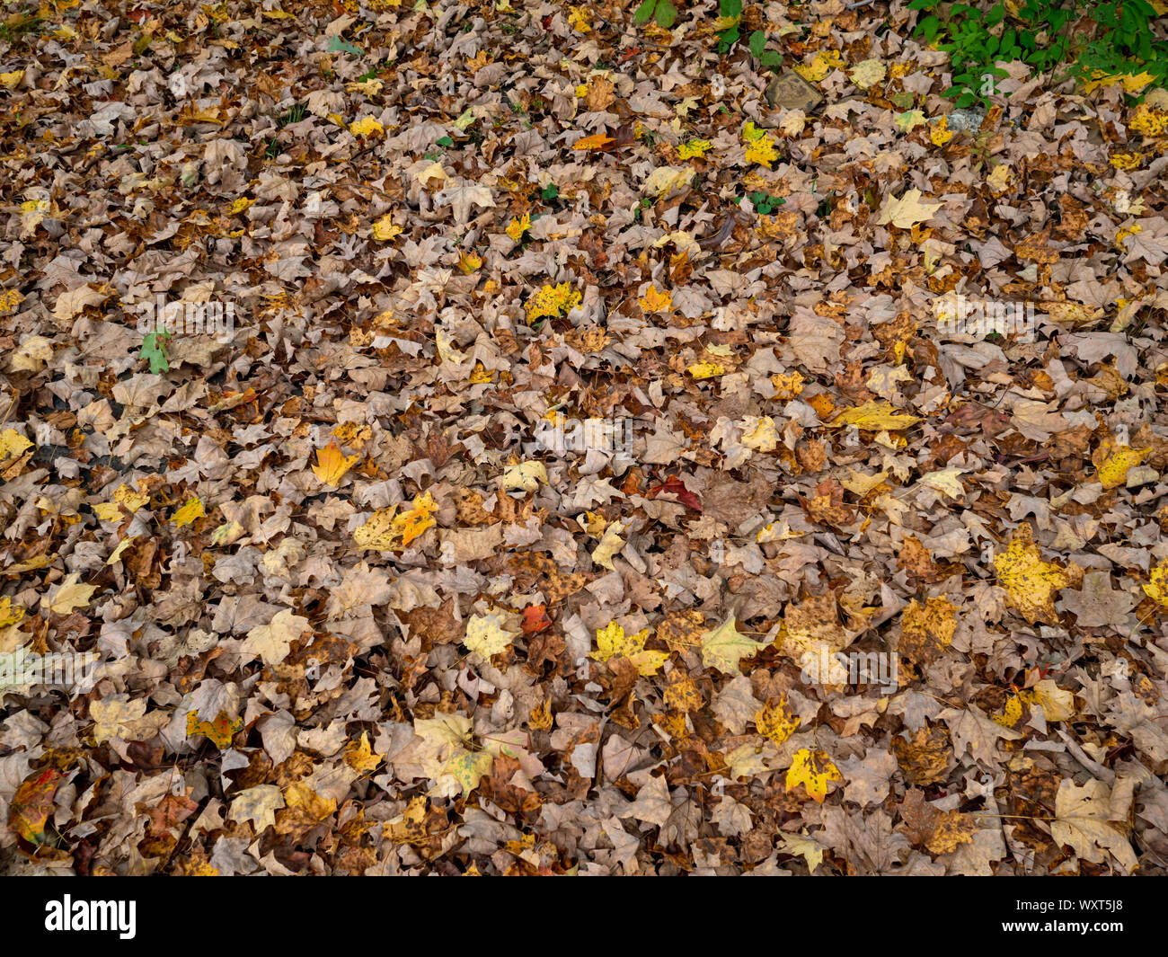 Leaves on ground surface hi-res stock photography and images - Alamy