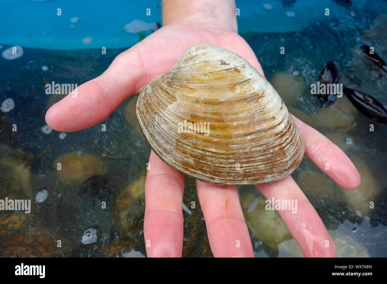 Quahog Clam High Resolution Stock Photography and Images Alamy