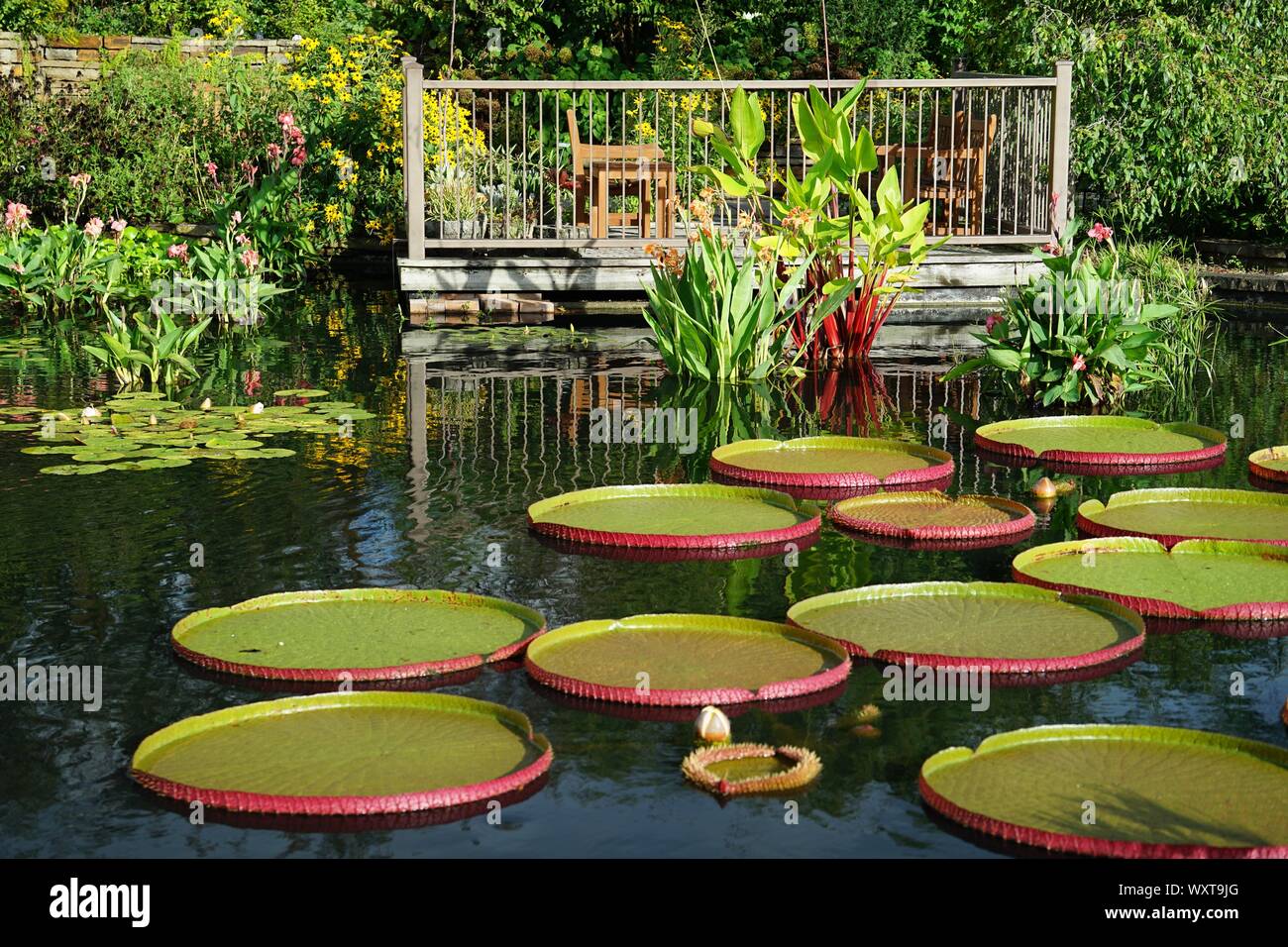 LILY PADS REFLECTING ON WATER FLOWER GARDEN Stock Photo - Alamy