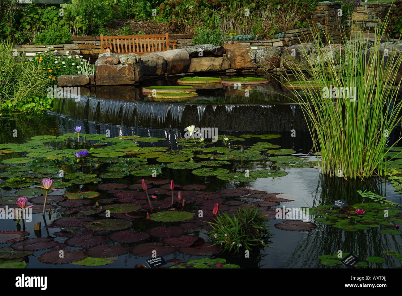 LILY PADS REFLECTING ON WATER FLOWER GARDEN Stock Photo - Alamy