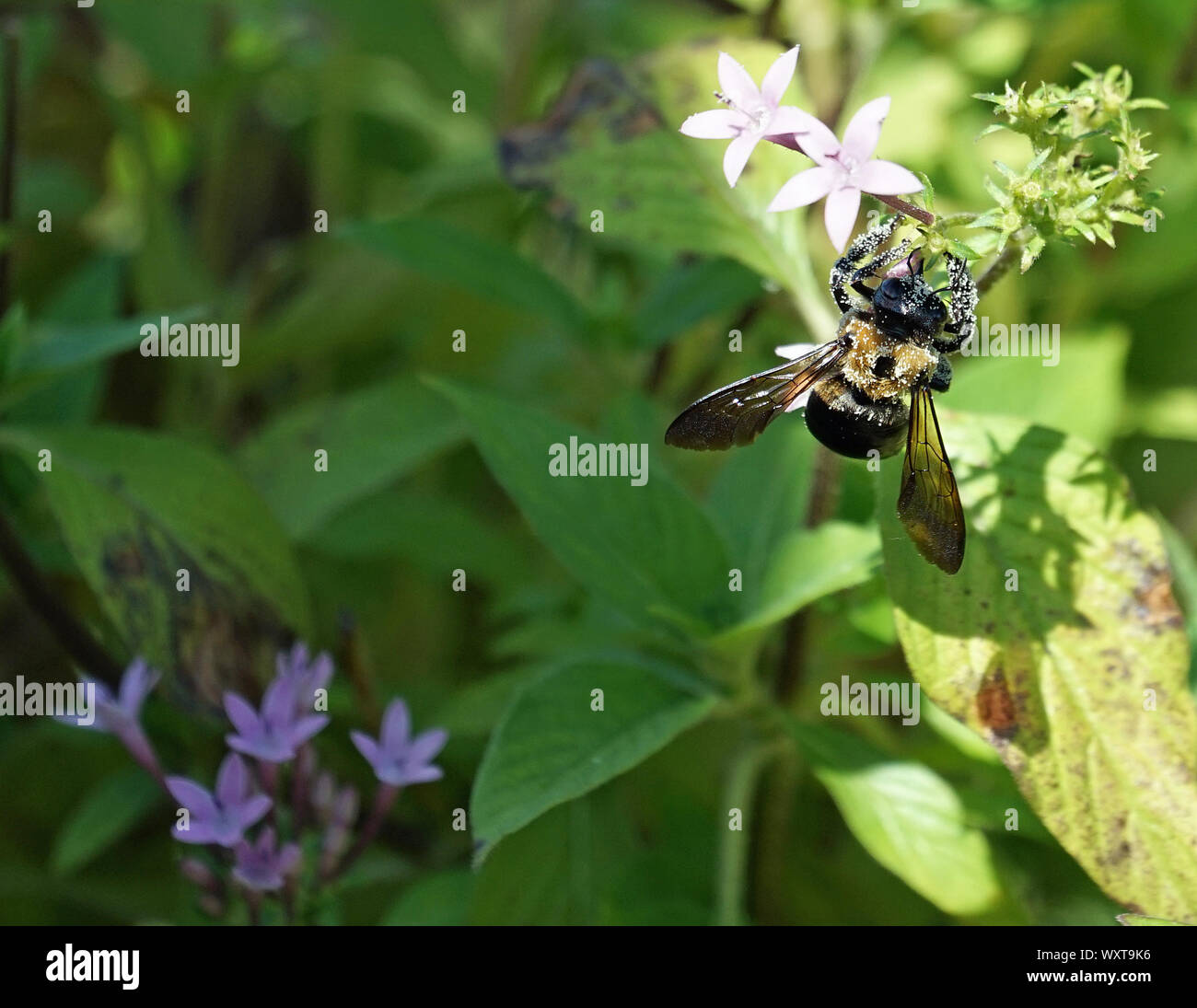 BEE COVERED WITH POLLEN Stock Photo - Alamy