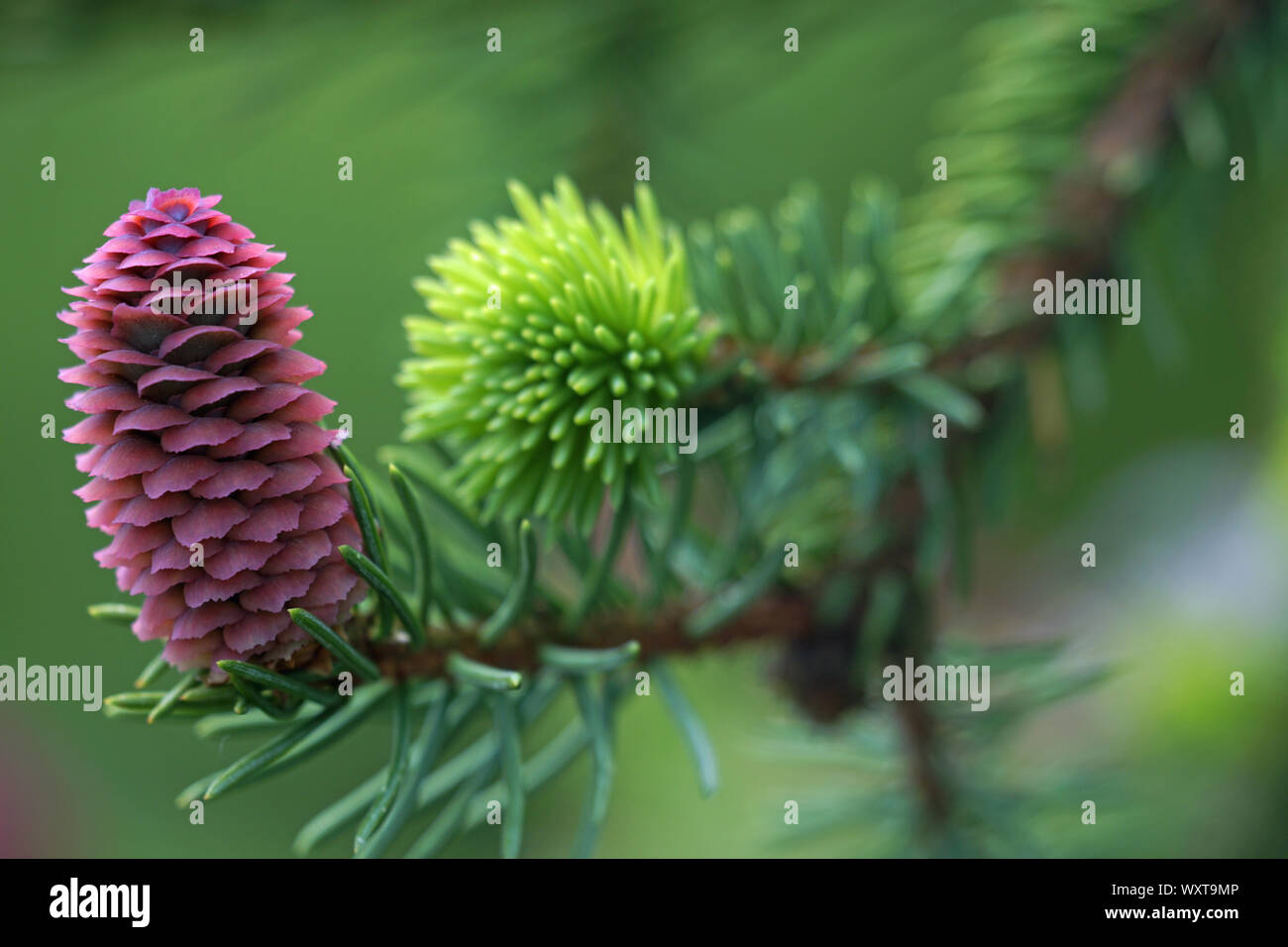 Narrow cones hires stock photography and images Alamy