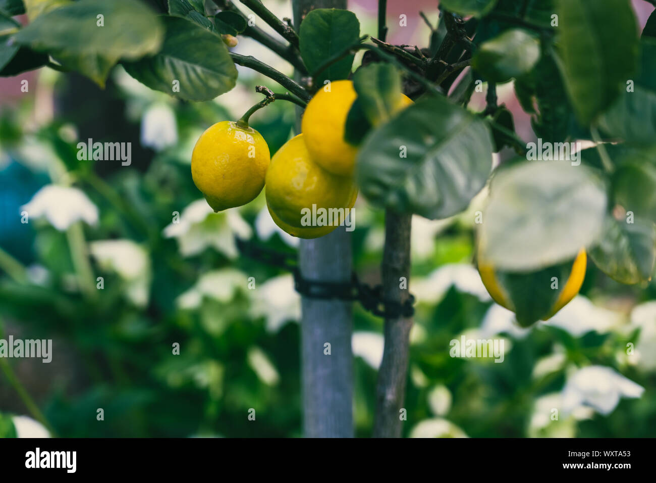 Lemons Growing On Lemon Tree; Close up Stock Photo Alamy